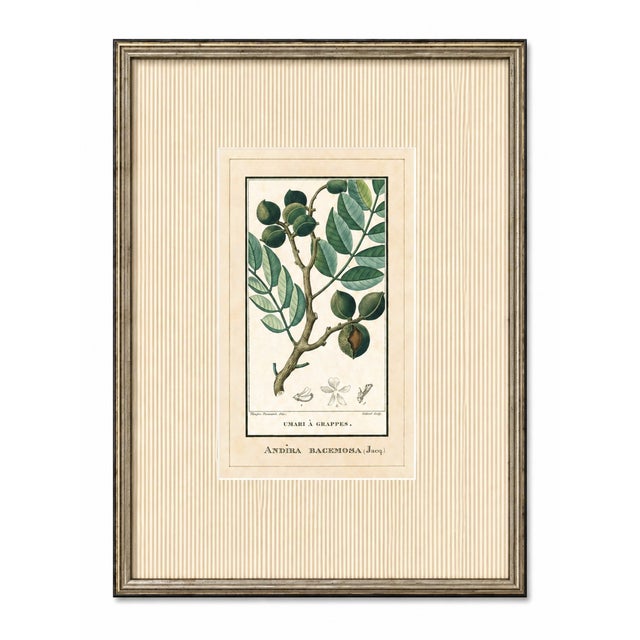 Antique French Botanical Engravings From Descourtilz’s Medical Flora of the West Indies, C. 1830 – Hand-Colored, Custom Framed ( Set B) - Set of 4 For Sale - Image 4 of 5