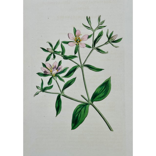Mid 19th Century Azalea, Angel Flower, Lily, Soapwart Botanical Engravings by William Curtis, 1856 (Set of 4) For Sale - Image 5 of 5