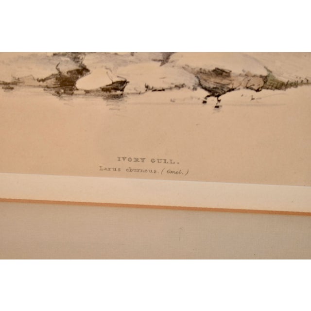 19th century framed engraving of an Ivory Gull. The engraving features a single ivory gull, which is left-facing, standing...