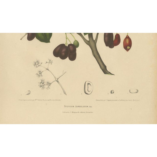 Sheep van Nooten, Java Plum Botanical, 1880, Chromolithograph For Sale - Image 6 of 9