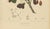 Sheep van Nooten, Java Plum Botanical, 1880, Chromolithograph For Sale - Image 6 of 9