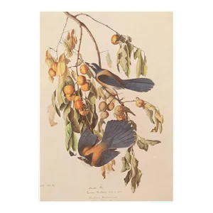 1966 Vintage Cottage Print "Florida Jay or Scrub" After John James Audubon