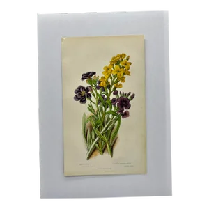 Antique W. Dickes & Co Botanical Print Showcasing Varieties of Purple Stock Flowers and Yellow Wallflowers With Green Foliage - Circa 1870