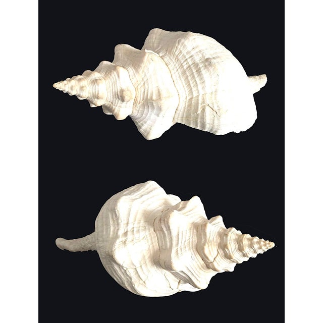 Contemporary Vintage Large Natural Horse Conch Shell For Sale - Image 3 of 12