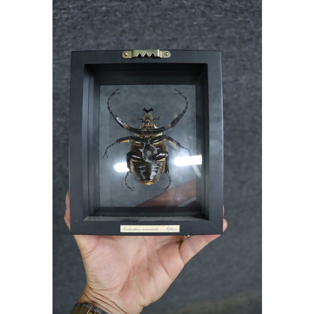 Framed Eastern Goliath beetle specimen displayed in a black glass shadow box. Carefully mounted to showcase the beetle's...