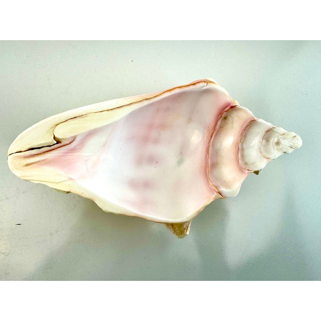 Pink Mid 20th Century Coastal Pink Conch Shell Serving Bowl With Matching Spoon For Sale - Image 8 of 13