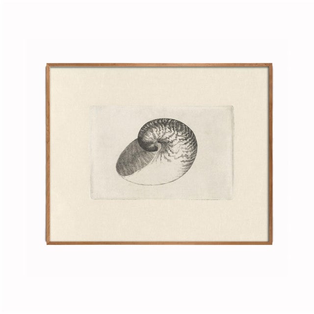 Not Yet Made - Made To Order Antique Sea Shell Set of 9 - 11" X 14" Reproduction For Sale - Image 5 of 15