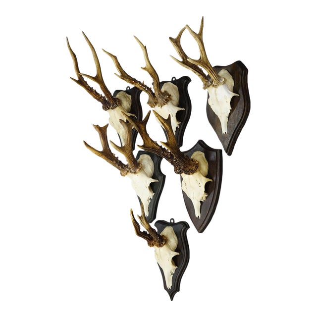 Set of Six Roe Deer Trophies on Turned Plaques Germany Ca. 1960s For Sale