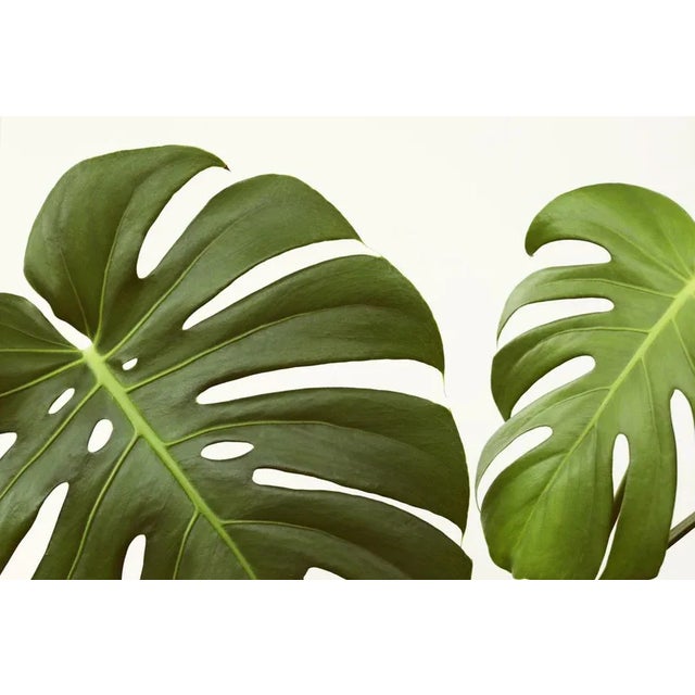 Verdure 6 by Alicia Bock, 16" x 24" Unframed Verdure 6 by Alicia Bock Print, 16" x 24"