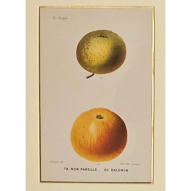 A French fruit engraving, 19th century.