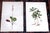 Late 19th Century Authentic Antique American 19th Century Botanical Chromolithographs - Set of 12 For Sale - Image 5 of 9