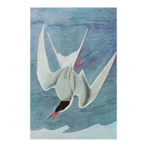 Common Tern After John J. Audubon, 1966 Nautical Style Print