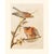 1966 Vintage Cottage Print "Red-Shouldered Hawk" After John James Audubon For Sale - Image 9 of 9