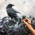 Contemporary First Snow by Lindsey Kustusch | Oil On Panel Raven perched on a bush in a snowy landscape. For Sale - Image 3 of 5