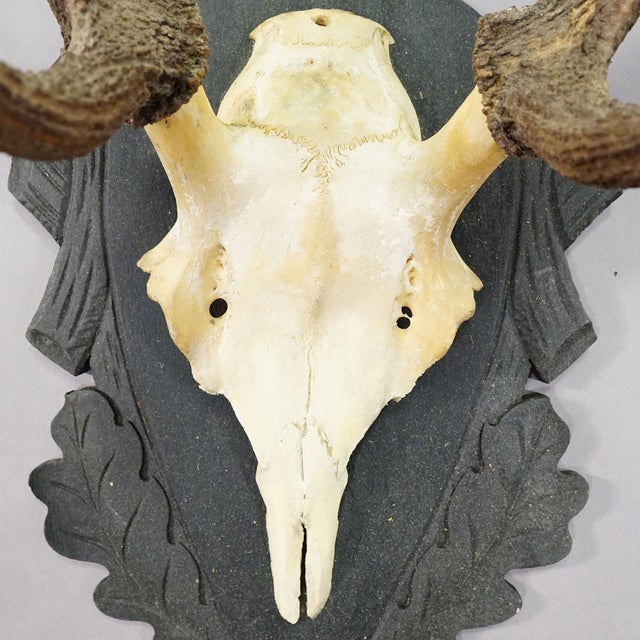 Antique Black Forest Red Deer Trophy on Carved Plaque - Germany 1930s For Sale - Image 6 of 7