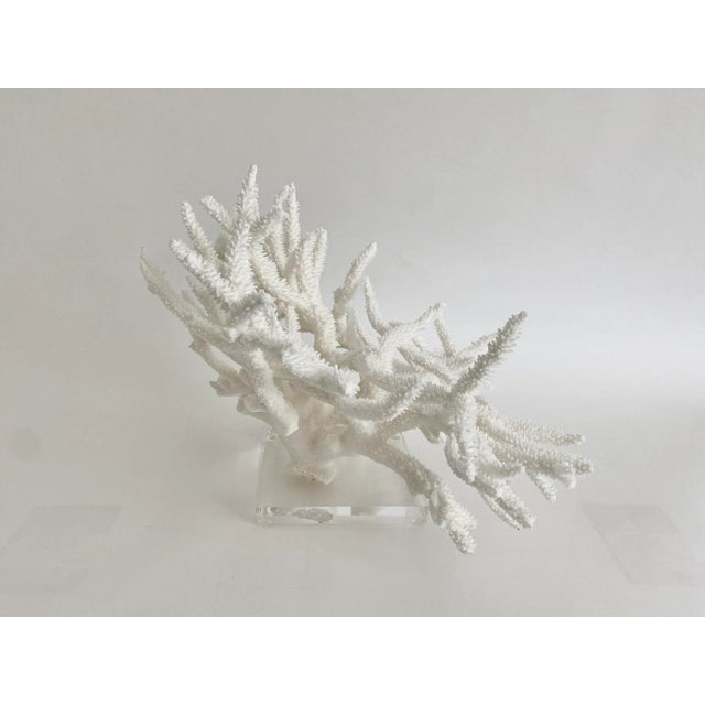 Plastic Extraordinary Natural Staghorn Coral Specimen on Acrylic Base For Sale - Image 7 of 7