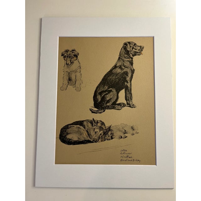 1930s 1935 Collie Retriever Aldin Dog Print For Sale - Image 5 of 5
