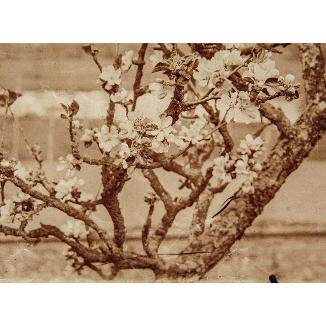 Eugene Atget, Photograph, 1900s For Sale - Image 4 of 7