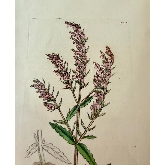 Set of 7 Antique Botanical Prints, Early 1800s, Authentic Curtis and Sowerby For Sale - Image 9 of 12