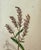 Set of 7 Antique Botanical Prints, Early 1800s, Authentic Curtis and Sowerby For Sale - Image 9 of 12