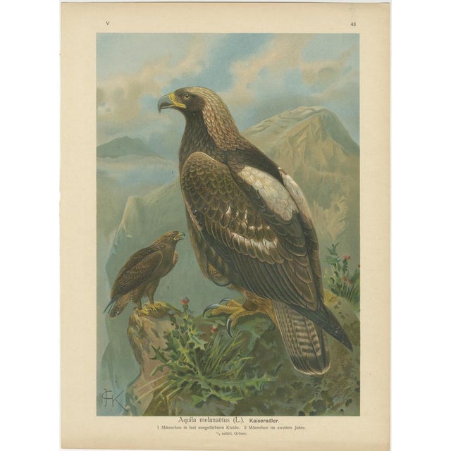 Birds of Prey, Eagles & Falcons, 1890s, Chromolithographs, Set of 10 For Sale - Image 4 of 13