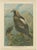 Birds of Prey, Eagles & Falcons, 1890s, Chromolithographs, Set of 10 For Sale - Image 4 of 13