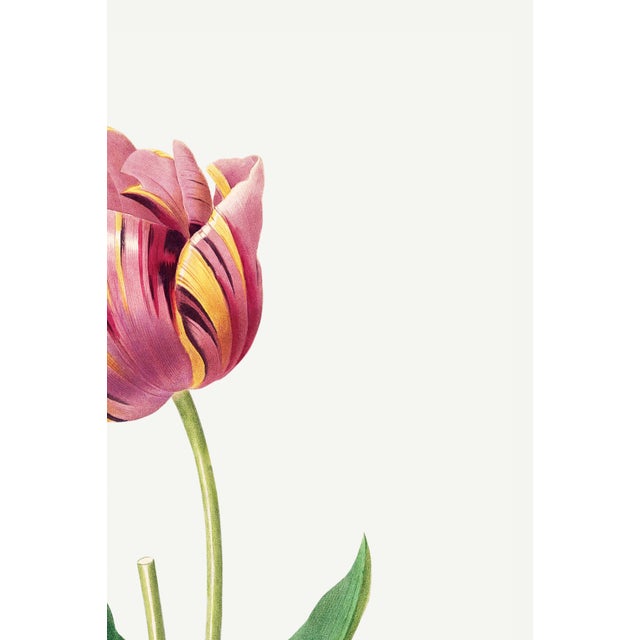 Tulip by Pierre-Joseph Redouté, Vintage Botanical Art Print, 24" X 32" For Sale - Image 4 of 10