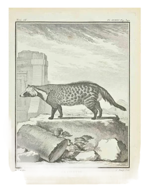Jacques Baron, La Civette, Etching, 1771
