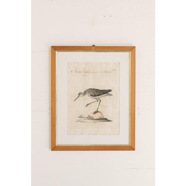 18th Century 18th Century Hand Colored Bird Engravings From Italy - Set of 9 For Sale - Image 5 of 12