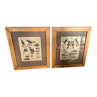 Pair 19th C Hand Colored Engravings of Extinct Species For Sale