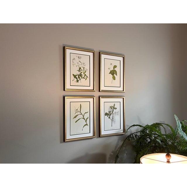 Wood Vintage Botanical Framed Set of 4 - Authentic 1953 Wild Flower For Sale - Image 7 of 8