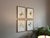 Wood Vintage Botanical Framed Set of 4 - Authentic 1953 Wild Flower For Sale - Image 7 of 8