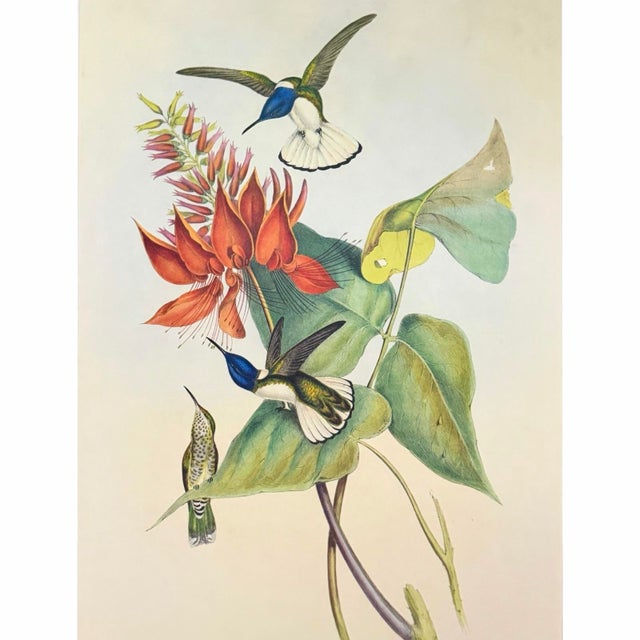 A large-scale vintage reproduction after John Gould, featuring a richly detailed hummingbird study surrounded by botanical...