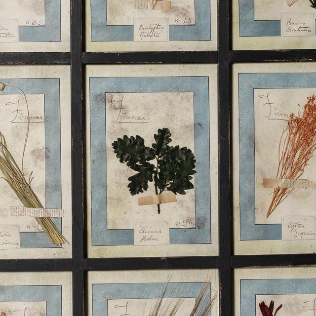 Large Italian Pressed Flowers and Herbs in Oak Frame, 1950s For Sale - Image 9 of 15
