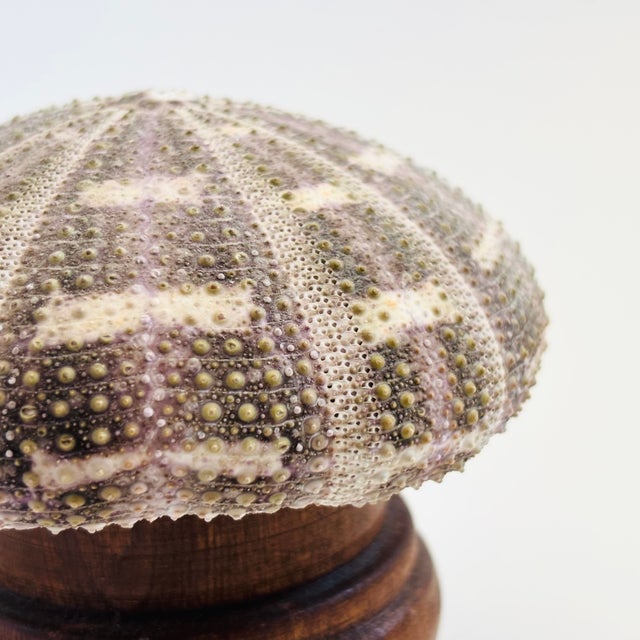 Vintage Sea Urchin Lamp For Sale In San Francisco - Image 6 of 10