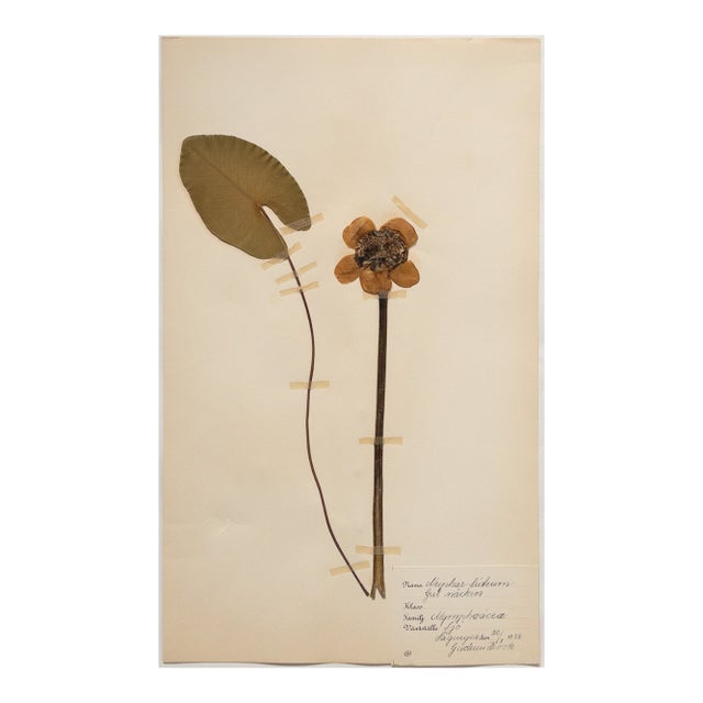 Vintage Swedish Herbarium - Water Lily, Circa 1938 For Sale