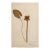 Vintage Swedish Herbarium - Water Lily, Circa 1938 For Sale