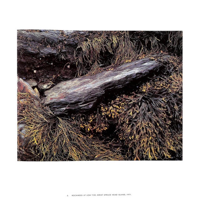 "Maine" 1986 Porter, Eliot For Sale - Image 10 of 11