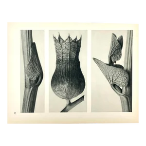 Antique Botanical Blossfeldt Print - No. 59