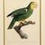 1950s 1950s Framed French Ornithological Parrot Lithographs After Jacques Barraband - A Pair For Sale - Image 5 of 13