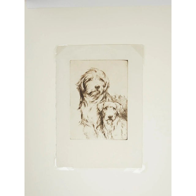 Early 20th century sepia toned etching on paper of dogs, looks like a sheepdog and a terrier. Unsigned. Unframed,...