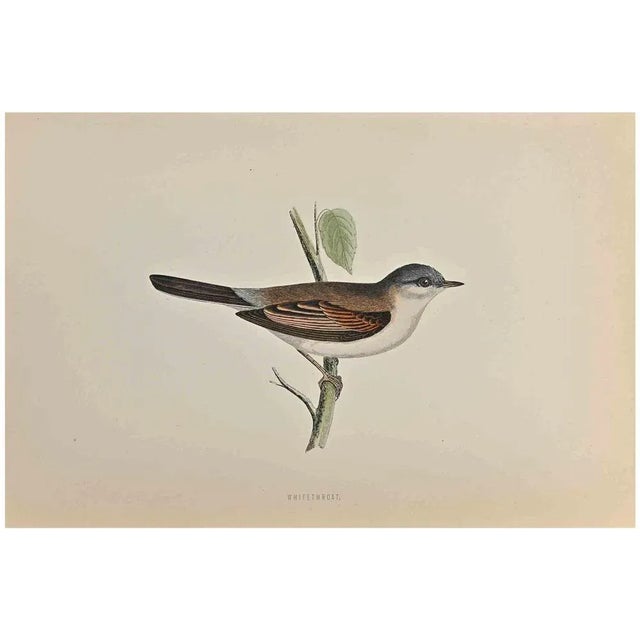 Whitethroat is a modern artwork realized in 1870 by the British artist Alexander Francis Lydon (1836-1917) . Woodcut...