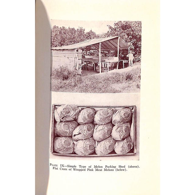 Traditional "Muskmelon Production" 1928 Lloyd, John William For Sale - Image 3 of 8