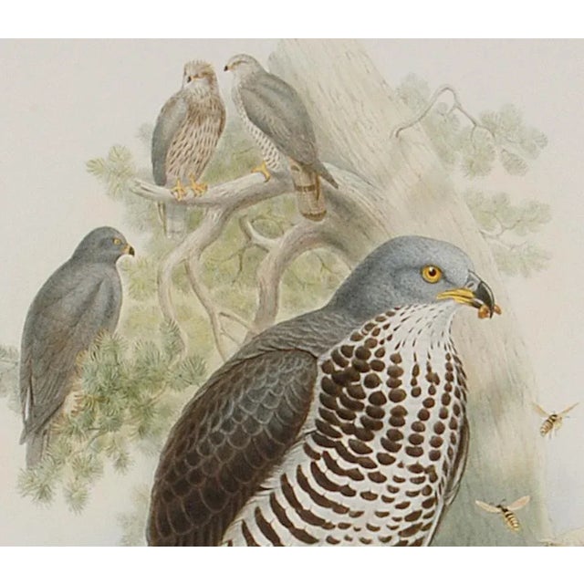 Honey Buzzard Bird: A Framed Original 19th C. Hand-Colored Lithograph by Gould, 1862-1873 For Sale - Image 4 of 6