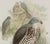 Honey Buzzard Bird: A Framed Original 19th C. Hand-Colored Lithograph by Gould, 1862-1873 For Sale - Image 4 of 6