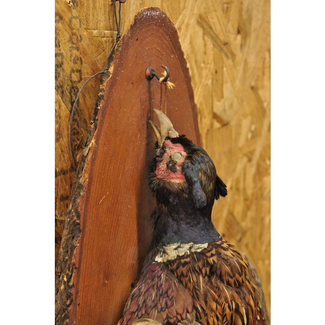 Brown Vintage Ringneck Pheasant Bird Full Body Wall Mount on Wood Taxidermy Decor For Sale - Image 8 of 12