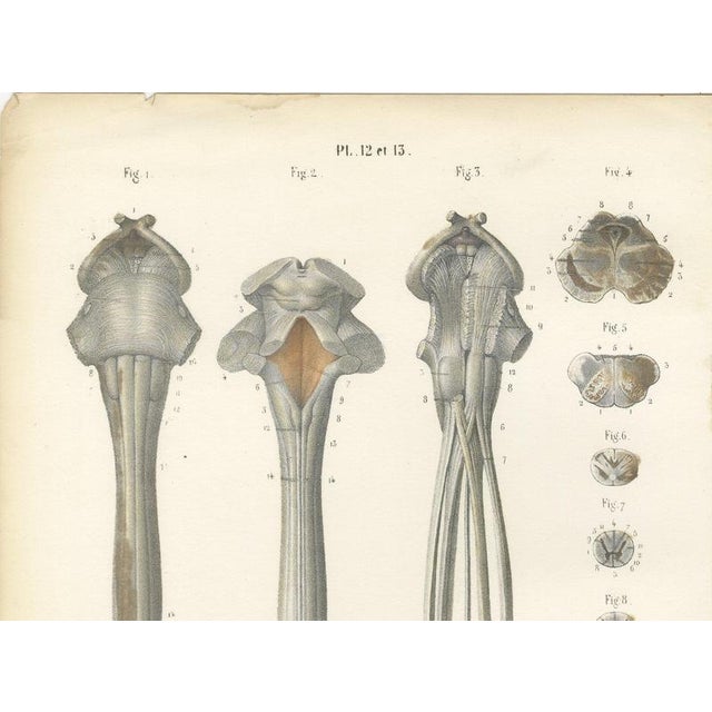 Hirschfeld and Leveille, Spinal Cord and Its Serial Sections, Hirschfeld Double Folding Plate, 1866, Paper For Sale - Image 3 of 12