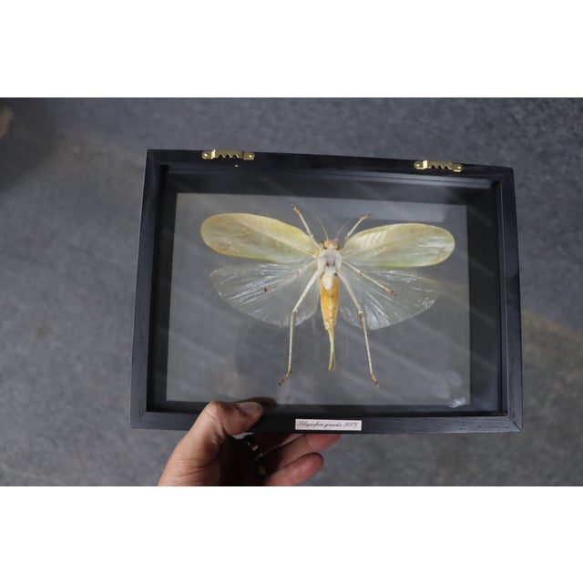 Black Framed Giant Katydid Shadow Box Specimen Display For Sale - Image 8 of 9