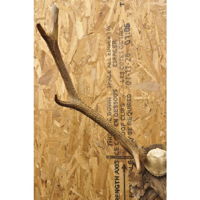 Antique Black Forest Victorian Wall Mounted Taxidermy Large Deer Skull & Antlers For Sale In Philadelphia - Image 6 of 17