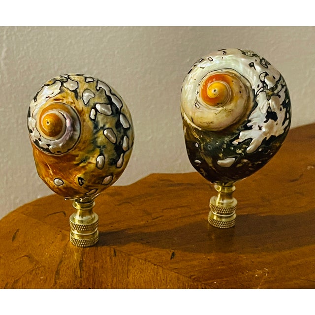 1970s Brown Turno Shells Lamp Finials - a Pair For Sale - Image 4 of 4